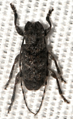 Ecyrus dasycerus