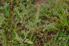 Verbena bracteata