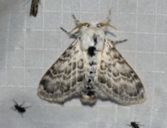 Apotolype brevicrista