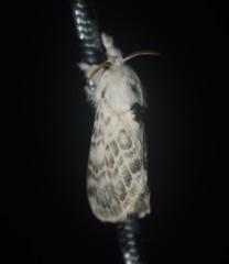 Apotolype brevicrista