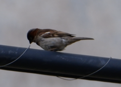 Passer domesticus