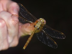 Neurocordulia xanthosoma