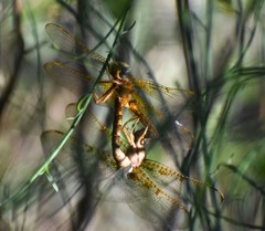 Neurocordulia xanthosoma