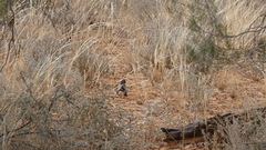 Pomatostomus ruficeps