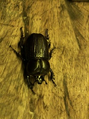 Phileurus
