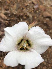 Calochortus howellii