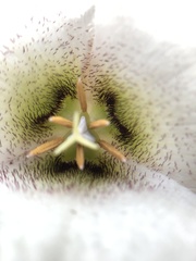 Calochortus howellii