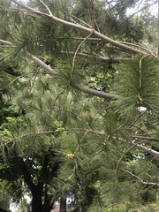 Pinus