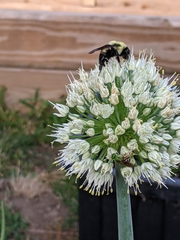 Agapostemon virescens
