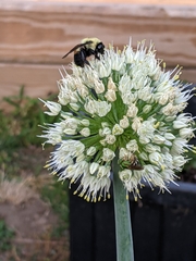 Agapostemon virescens