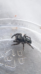 Phidippus borealis