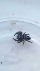 Phidippus borealis