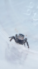 Phidippus borealis