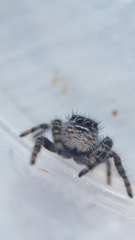 Phidippus borealis