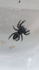 Phidippus borealis