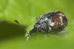 Anthonomus signatus