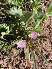 Lewisia pygmaea