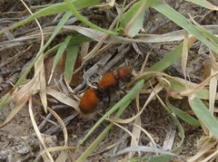 Pseudomethoca propinqua