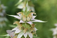 Monarda punctata lasiodonta