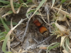 Pseudomethoca propinqua