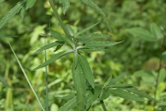 Monarda punctata lasiodonta