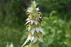 Monarda punctata lasiodonta