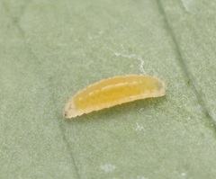 Aphidoletes