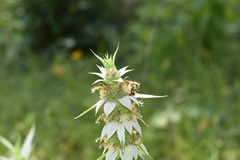 Monarda punctata lasiodonta