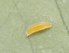 Aphidoletes