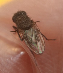 Paralimna punctipennis
