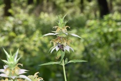 Monarda punctata lasiodonta