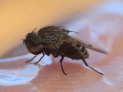 Paralimna punctipennis