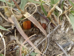 Pseudomethoca propinqua