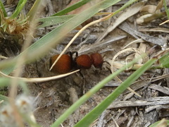 Pseudomethoca propinqua