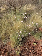 Ptilotus calostachyus