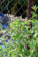 Mirabilis nyctaginea