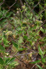 Mirabilis nyctaginea