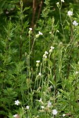 Silene latifolia