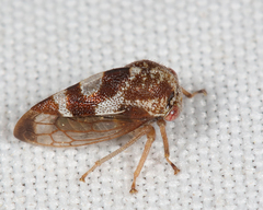 Cyrtolobus pallidifrontis