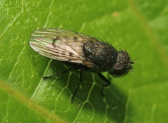 Paralimna punctipennis