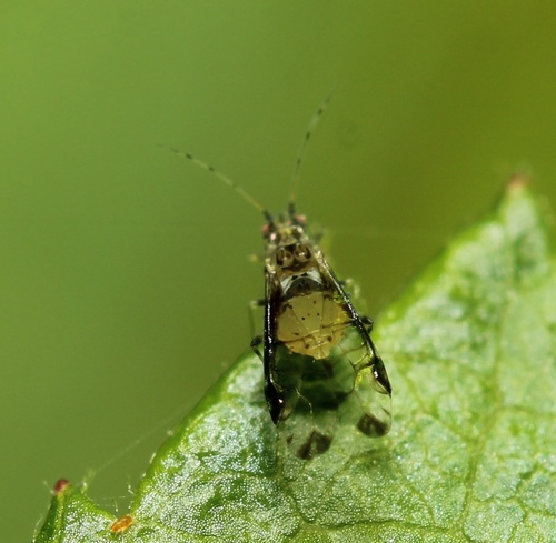 Crapemyrtle Aphid photo 5