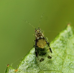 Sarucallis kahawaluokalani