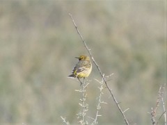 Epthianura aurifrons