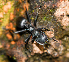 Cephalotes atratus