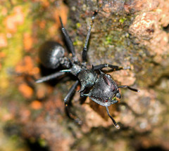 Cephalotes atratus