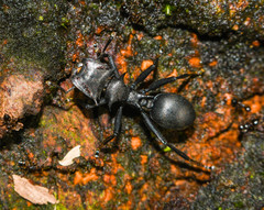 Cephalotes atratus