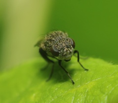 Paralimna punctipennis