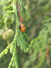 Harmonia axyridis