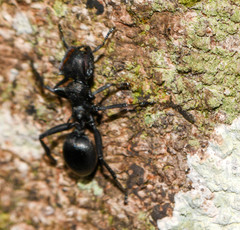 Cephalotes atratus