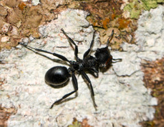 Cephalotes atratus